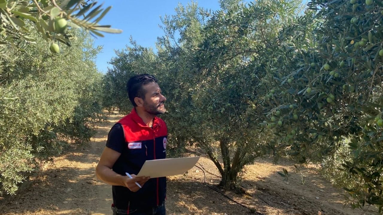 Manisa'da 2026 Yılı Zeytin Ve Zeytinyağı Rekoltesi Belirlenecek3