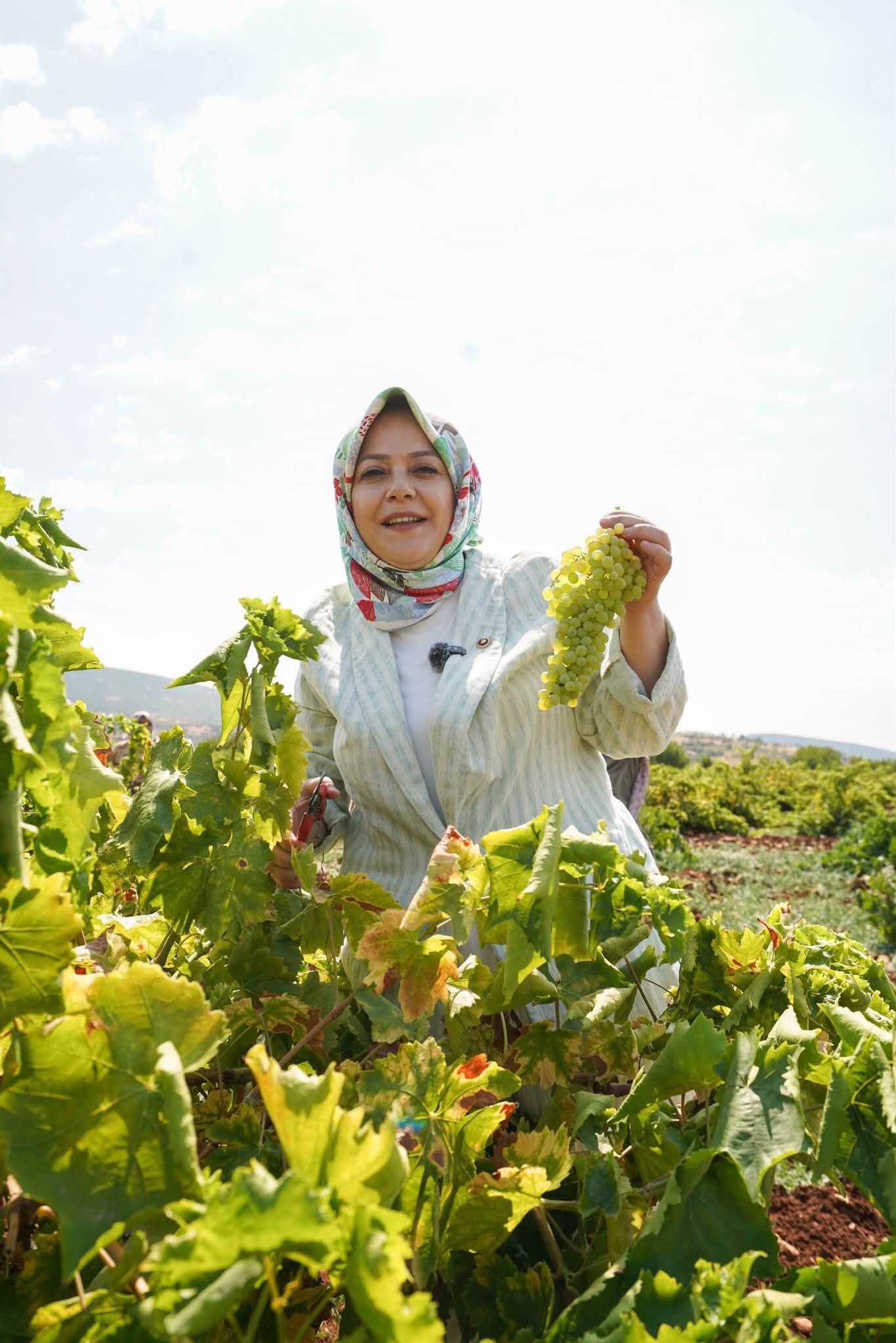 Milletvekili Ün Üzüm Hasadı (1)