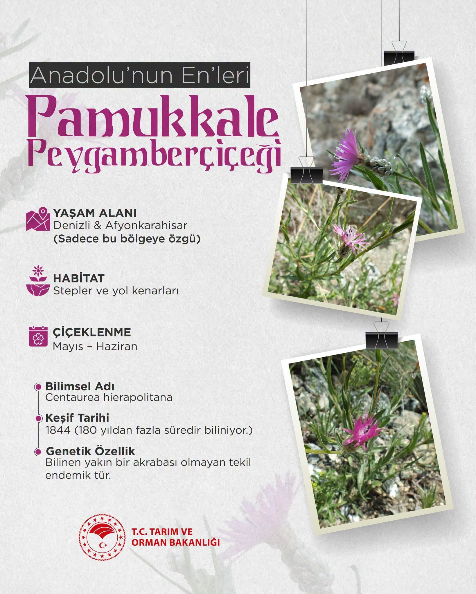 Pamukkale Peygamber Çiçeğii