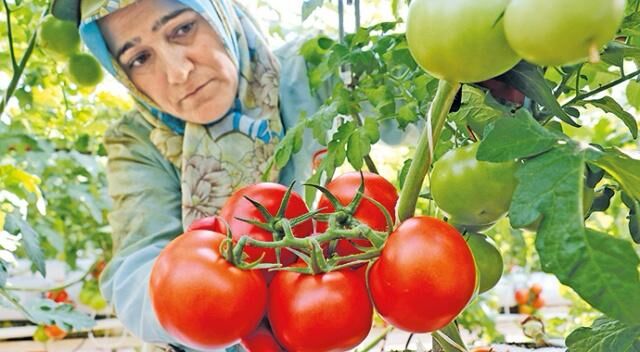 Rusya’ya Domates Ihracatında Kota Şoku Rusya’dan Domateste ‘Örtülü Kısıtlama’ Oyunu (3)