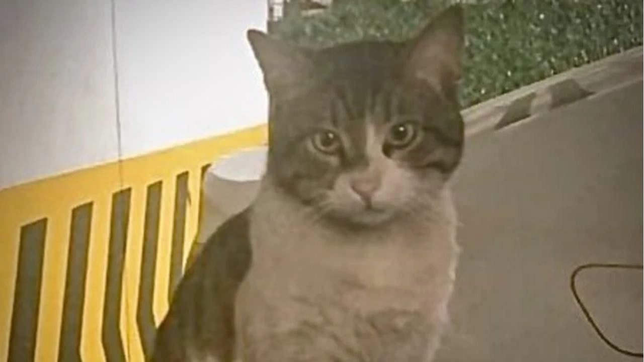 İstanbul'da katledilen kedi Cezve'nin katili indirimsiz 3 yıl 8 ay hapis alırken, Eros'un canına kıyan İbrahim Keloğlan’ın serbest bırakılması kamu vicdanını yaralamaya devam ediyor. Yaşam hakkı savunucusu Serpil Daşçı, hayvana karşı şiddet vakalarının önüne geçilebilmesi için cezaların alt sınırının artırılması gerektiğini vurguladı.