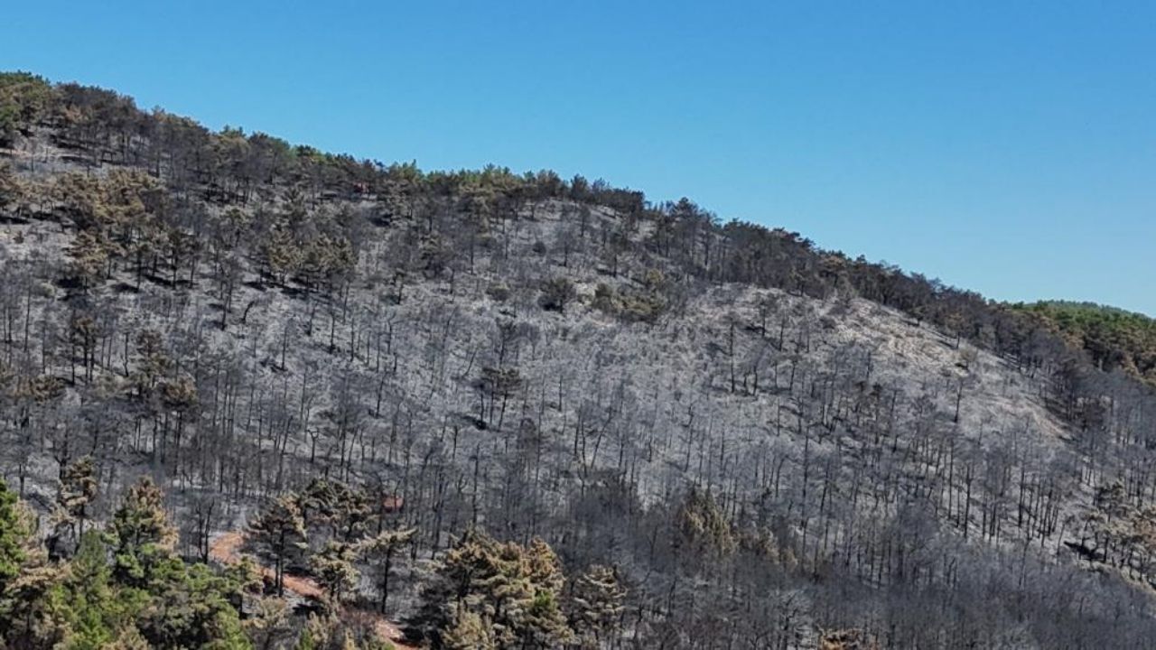 Muğla’da başlayan ve Ula’ya sıçrayan yangın 6 saatte kontrol altına alındı. Şiddetli rüzgârın büyüttüğü alevler, 100 hektar orman ile 50 hektar ziraat alanını ve zeytinlikleri küle çevirdi.