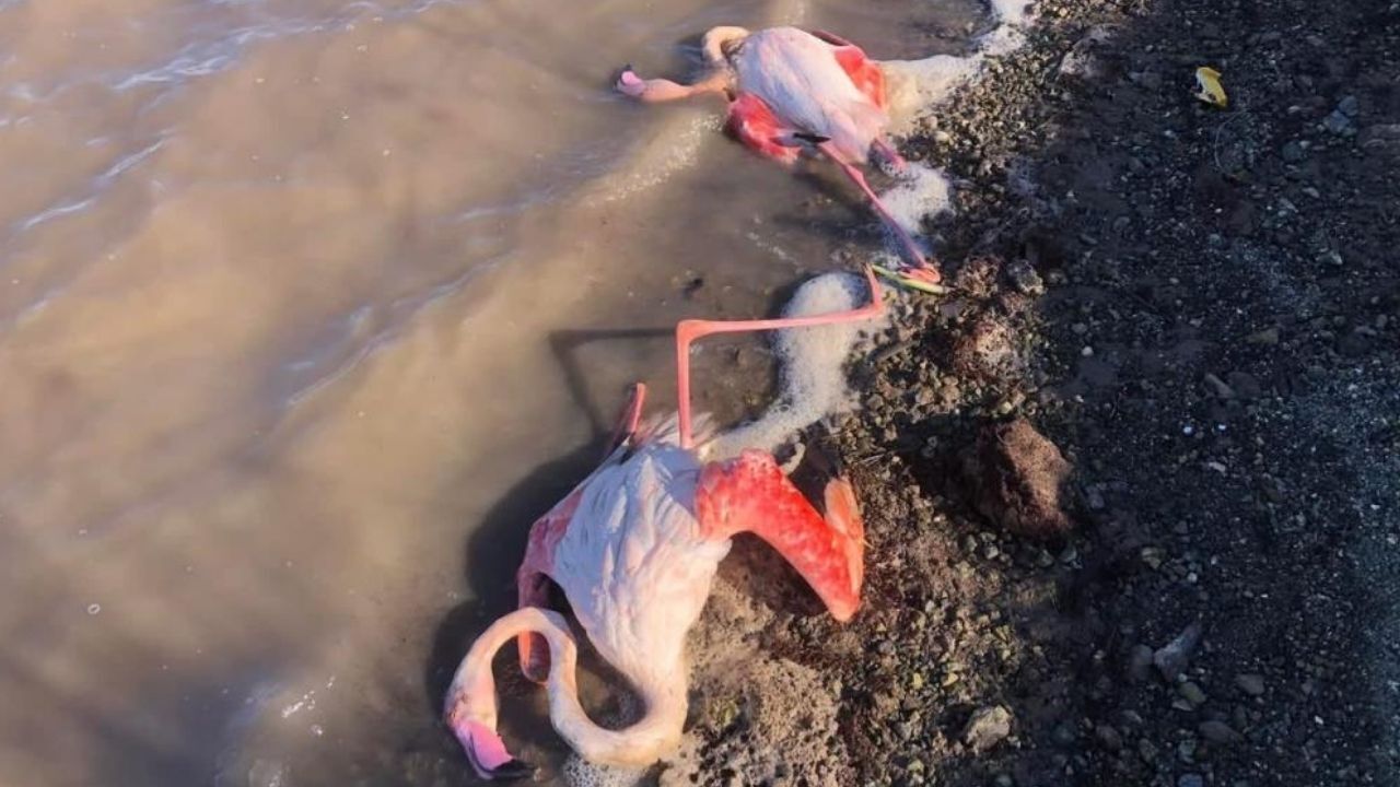 Flamingolara ev sahipliği yapan Didim'deki Milli Park alanında kaçak avcılık skandalı drone ile belgelendi. Hayvanseverler 300 metrelik dev balık ağına tepki göstererek denetim çağrısında bulundu.