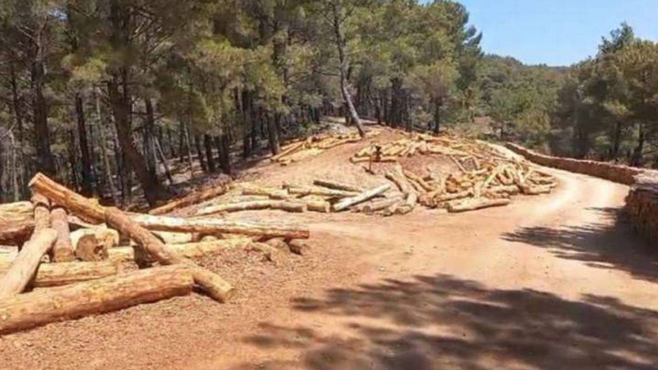 Kazdağları’nda skandal büyüyor: 230 bin ağaç kesildi, maden şirketi yargı kararı dinlenmiyor