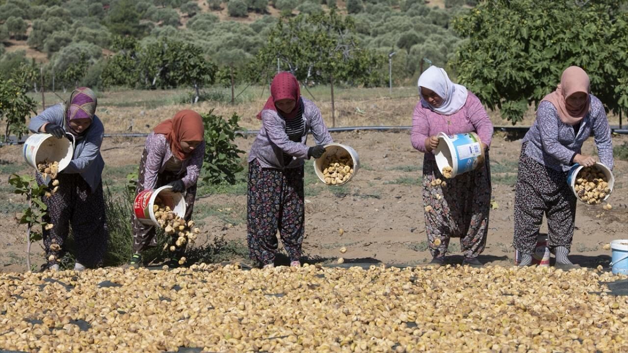 Tari̇ş İncir’de Fiyat Açıklamama Çıkmazı Ersin Kacar’dan Ihracatçıya 70 Liralık Makas Tepkisi! (6)
