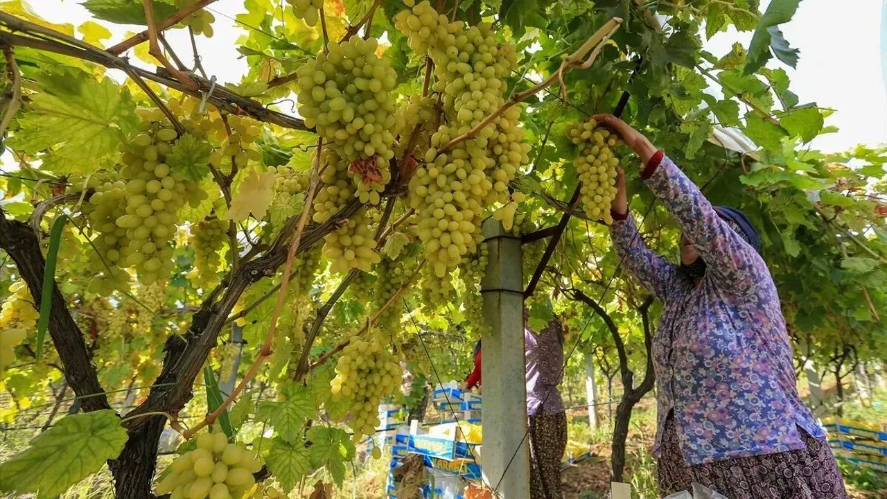 Üzüm Üreticisinin Beklentisi Suya Düştü 80 Liralık Fiyat Öfkesi! (1)-1