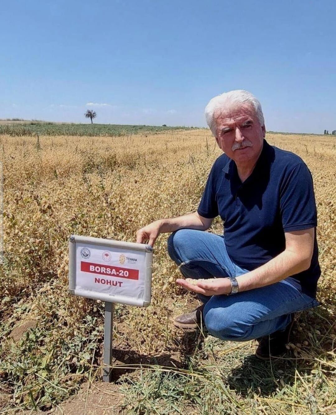 Yerli Nohut Hasat (8)