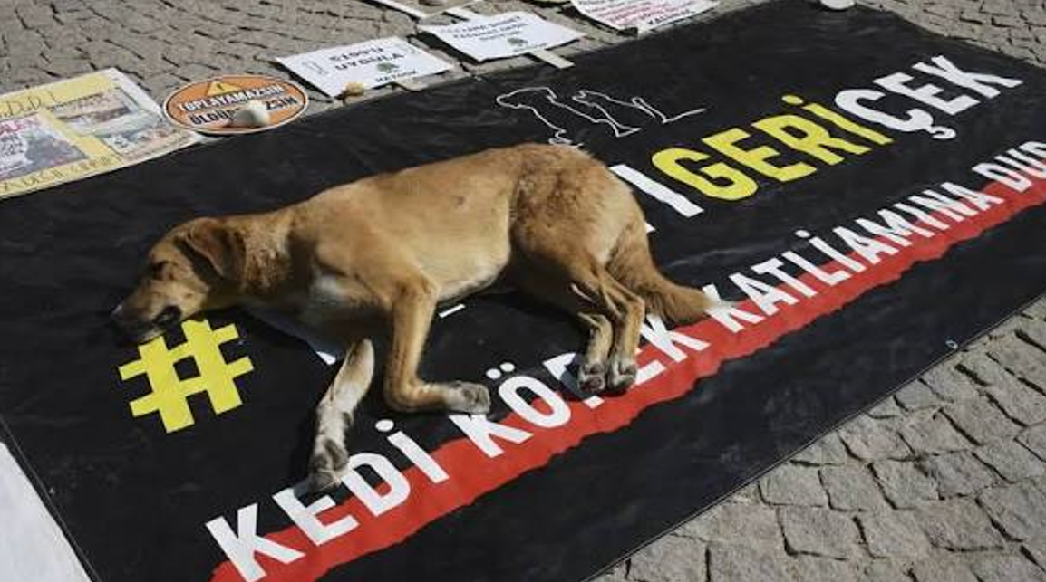 Hayvanları Koruma Günü Neden 4 Ekim’de Kutlanıyor (4)