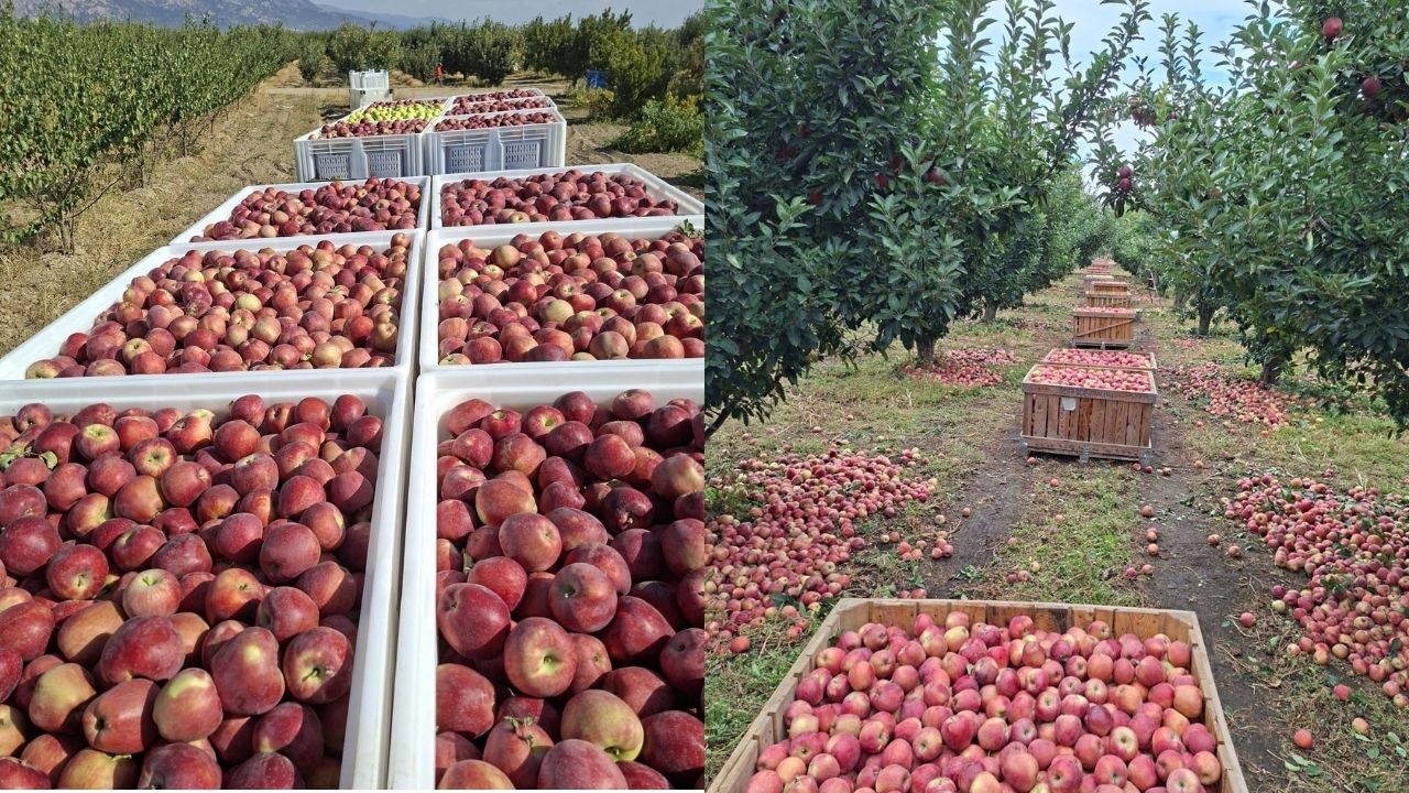 Denizli’de elma üreticisi Serkan Aymaz, maliyetlerin yüzde 100 artıp ürün fiyatının düşmesine “Market elmayı 140 liraya satıyor. Üretici batıyor, Devlet bunun neresinde?” diye tepki gösterdi.