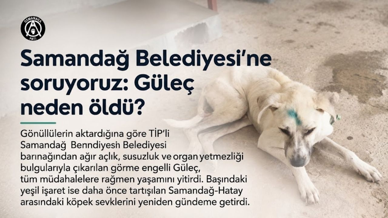 Samandağ Belediyesi barınağında ağır açlık, susuzluk ve organ yetmezliği yaşayan görme engelli köpek Güleç, barınaktan çıkarıldıktan sonra hayatını kaybetti. Osmanağa Pati Gönüllüleri, “Güleç’e neden daha önce müdahale edilmedi?” diye sorarken, Güleç’le i