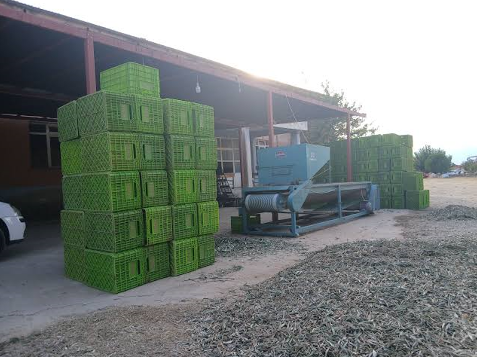 Zeytin Tarlada 20, Markette 350 Lira! Bir Yıl Daha Böyle Giderse Ağaçları Keseceğiz (4)