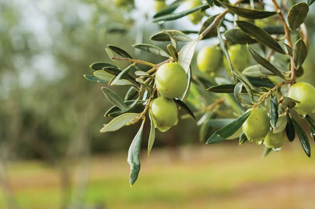 Zeytin Tarlada 20, Markette 350 Lira! Bir Yıl Daha Böyle Giderse Ağaçları Keseceğiz (5)